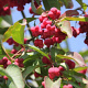 Euonymus europaeus 'Red Cascade' 125-150 cm draadkluit meerstammig