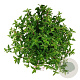 Hydrangea pan. Groundbreaker Blush 50-60 cm 15L