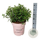 Hydrangea pan. Groundbreaker Blush 50-60 cm 15L