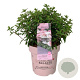 Hydrangea pan. Groundbreaker Blush 50-60 cm 15L