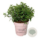 Hydrangea pan. Groundbreaker Blush 50-60 cm 15L