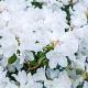 Rhododendron 'Dora Amateis' 40-50 cm 10L