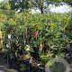 Rhododendron (AK) 'Golden Eagle' 80-100 cm 15L