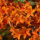 Rhododendron (AK) 'Golden Eagle' 80-100 cm 15L