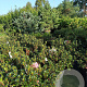 Rhododendron (AJ) 'Maruschka' 40-50 cm 10L