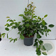 Amelanchier lamarckii 40-50 cm 35L