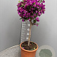 Bougainvillea gl. 'Sanderiana' 90 cm 12L stam