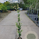 Trachelospermum jasminoides 100-125 cm 3,0L