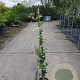 Trachelospermum jasminoides 100-125 cm 3,0L