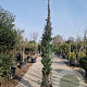 Trachelospermum jasminoides 350-400 cm 30L