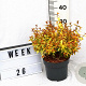 Abelia grandifl. 'Kaleidoscope' 20-25 cm 3,0L