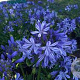 Agapanthus 'Charlotte' GM P9
