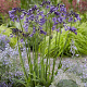 Agapanthus Poppin' Purple GM P9