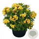 Alstroemeria S. Par. Spring Valley GM  P11