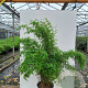 Fargesia 'Jiuzhaigou 4' 80-100 cm 7,5L