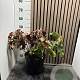 Hydrangea quercifolia 40-45 cm 7,5L