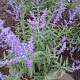 Perovskia atripl. Lacey Blue GM P9