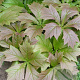 Rodgersia pinnata 'Braunlaub' GM P9