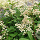 Rodgersia samb. 'Rothaut' GM P9