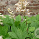 Rodgersia samb. 'Rotstiel' GM P9