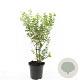 Symphoricarpos d. 'Magic Berry' GM C1.3