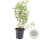 Symphoricarpos d. 'Mother of Pearl' GM C1.3