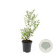 Symphoricarpos Magical Candy GM C1.3