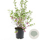 Symphoricarpos Magical Candy GM C1.3