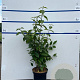 Callicarpa bod. 'Profusion' 80-100 cm 7,5L