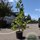 Cornus florida 125-150 cm 15L