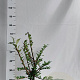 Euonymus alatus 50-60 cm 5,0L