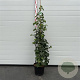 Hydrangea anomala petiolaris 100-125 cm 7,5L