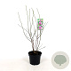 Magnolia 'George Henry Kern' 60-80 cm 5,0L