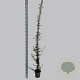 Pyracantha 'Golden Charmer' 150-175 cm 5,0L