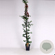 Pyracantha 'Orange Glow' 150-175 cm 5,0L