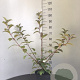 Viburnum bodn. 'Charles Lamont' 100-125 cm 7,5L