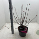 Viburnum bodn. 'Charles Lamont' 50-60 cm 5,0L