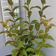 Viburnum bodn. 'Charles Lamont' 50-60 cm 5,0L