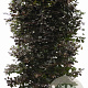 Fagus syl. 'Atropunicea' 200 Hoog Haagelement 100Bx40D
