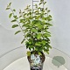 Amelanchier lamarckii 60-80 cm 10L