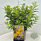 Forsythia int. Minigold 40 cm 10L