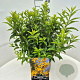 Forsythia int. Minigold 40 cm 10L
