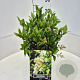 Ligustrum lucidum 30-40 cm 6,5L