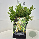 Ligustrum lucidum 30-40 cm 6,5L