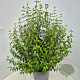 Philadelphus 'Lemoinei' 60-70 cm 10L