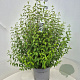 Philadelphus 'Lemoinei' 60-70 cm 10L