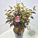 Physocarpus opulif. Diable d'Or 40-60 cm 10L