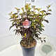 Physocarpus opulif. Diable d'Or 40-60 cm 10L