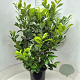 Prunus I. 'Rotundifolia' 120-130 cm 15L