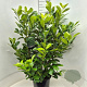 Prunus I. 'Rotundifolia' 120-130 cm 15L